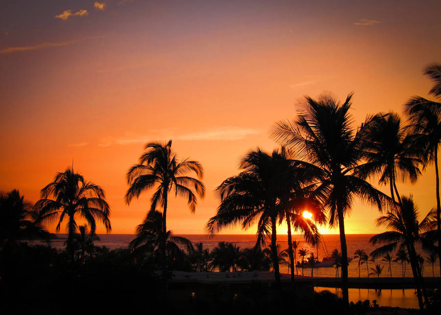Hawaii Palms Silhouette Sunset Wallpaper