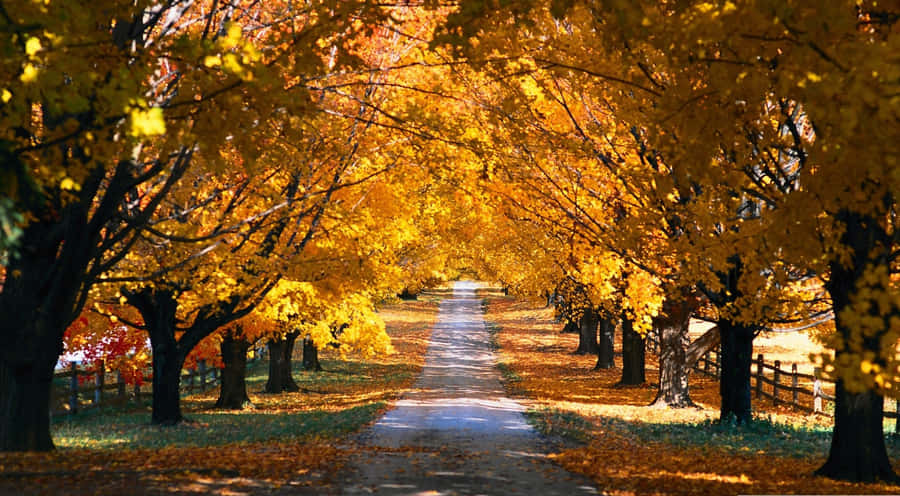 Hd Autumn Country Road Wallpaper