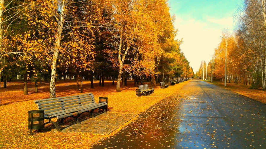 Hd Autumn Road Side Benches Wallpaper