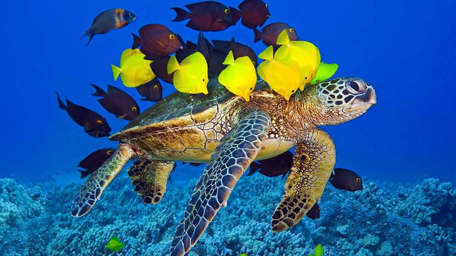 Hd Fishes Over A Sea Turtle Wallpaper
