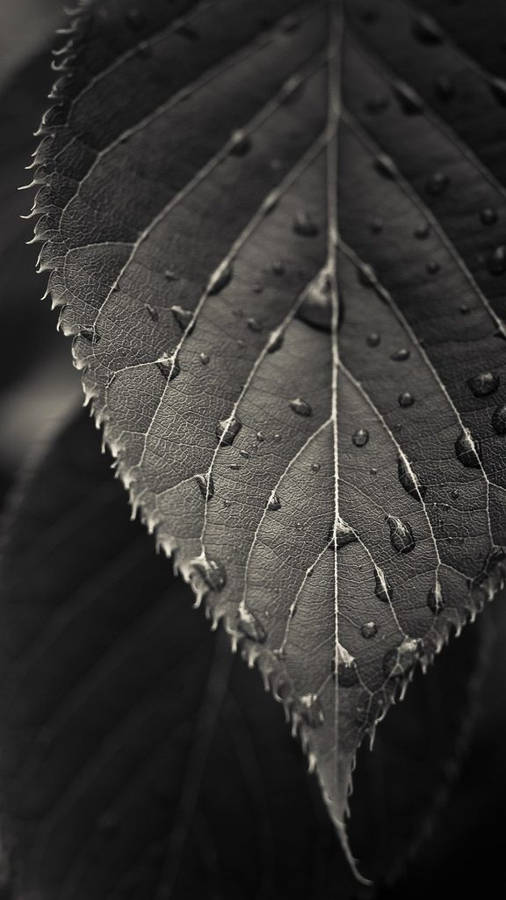 Hd Nature Phone Wet Leaf Wallpaper