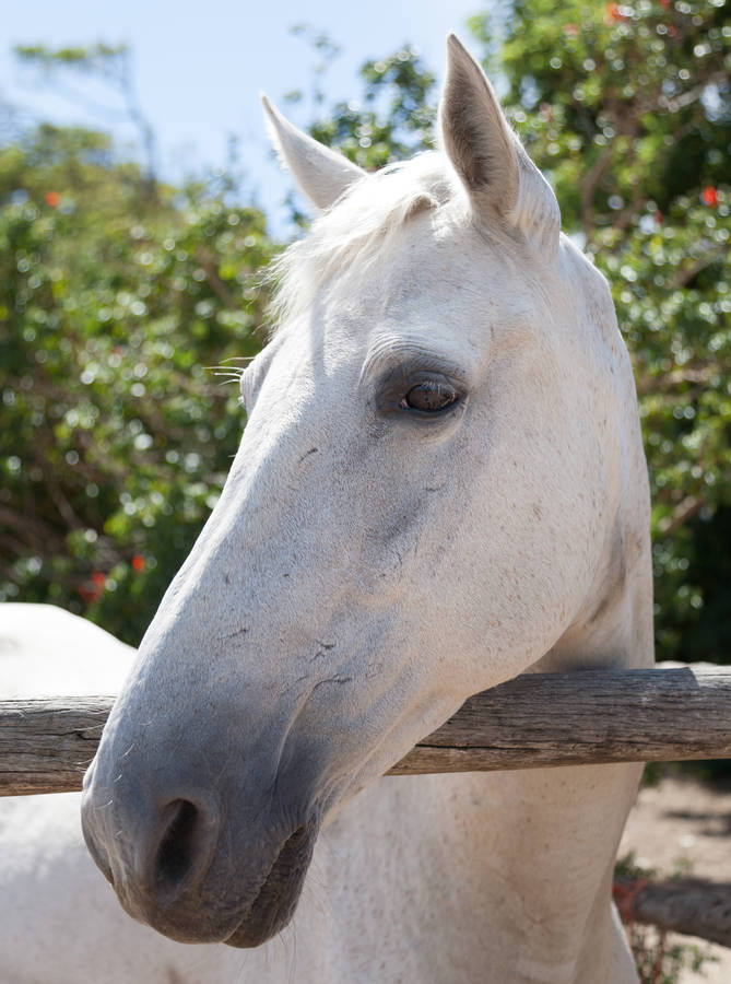Head Over Fence Horse Iphone Wallpaper