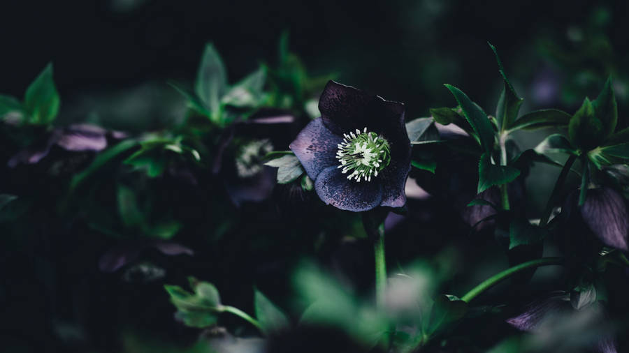 Hellebore Dark Hd Flowers Desktop Wallpaper