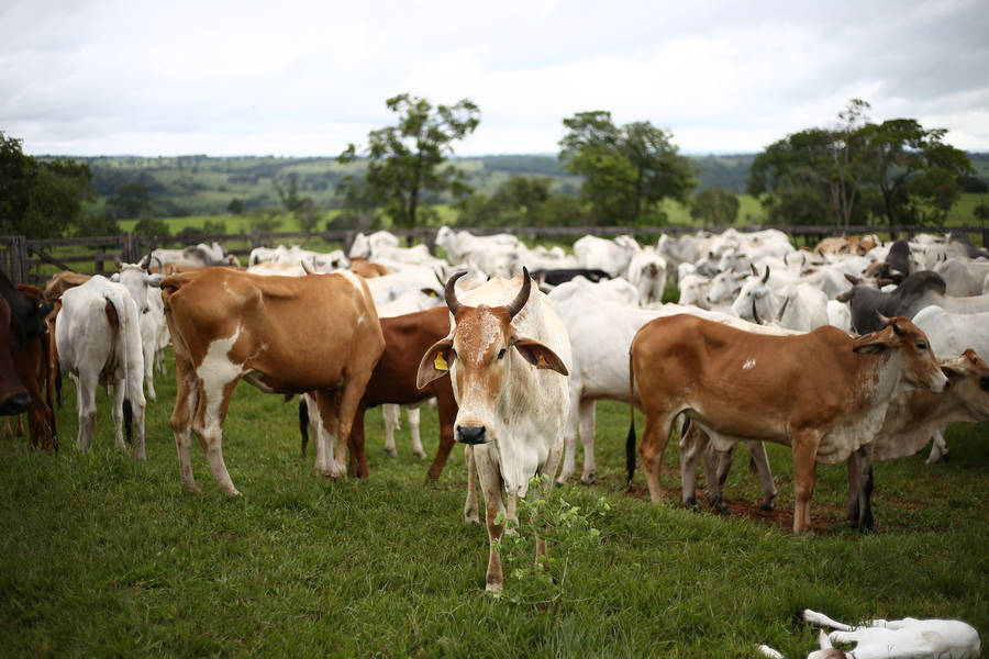 Herd Of Cow Animals On The Farm Wallpaper