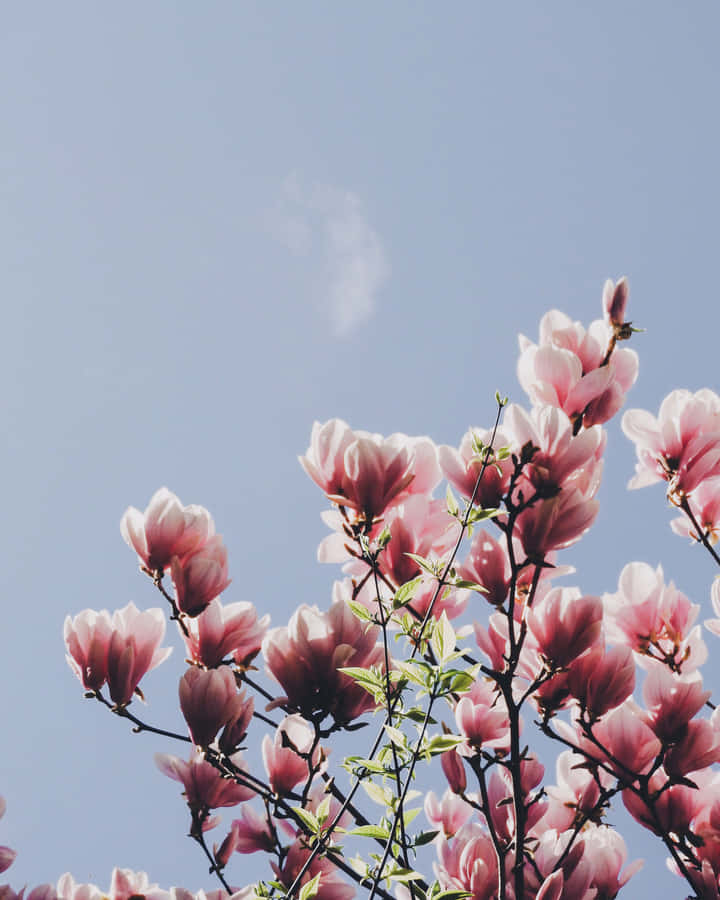High Definition Aesthetic Magnolia Flower Wallpaper