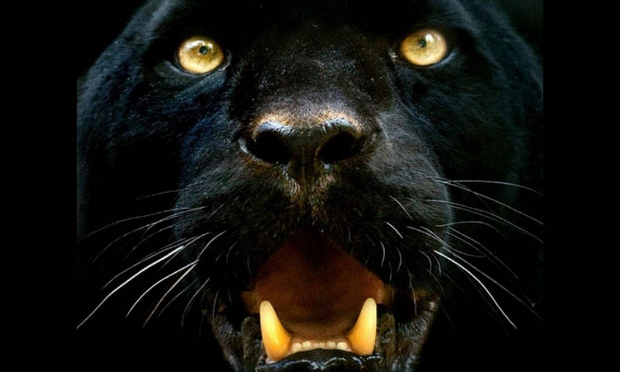 High Quality Black Leopard Wallpaper