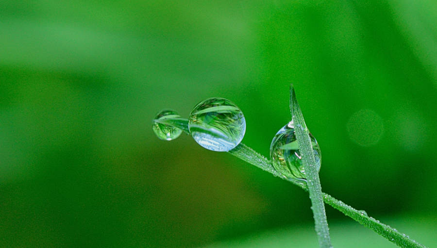 Hijau Water Droplets Wallpaper
