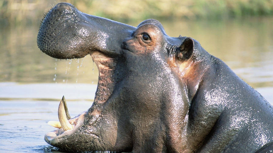 Hippopotamus Glistering Skin Wallpaper