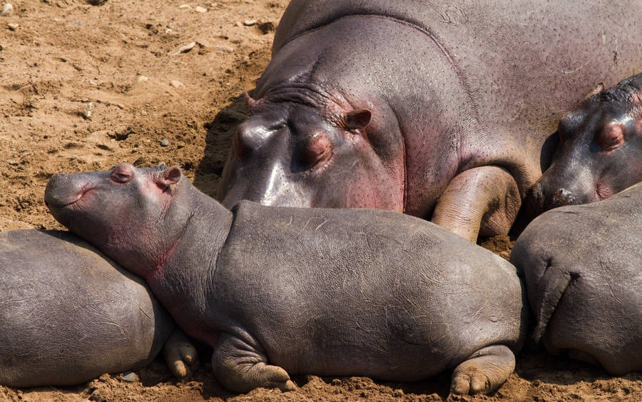 Hippopotamus Young Herd Wallpaper