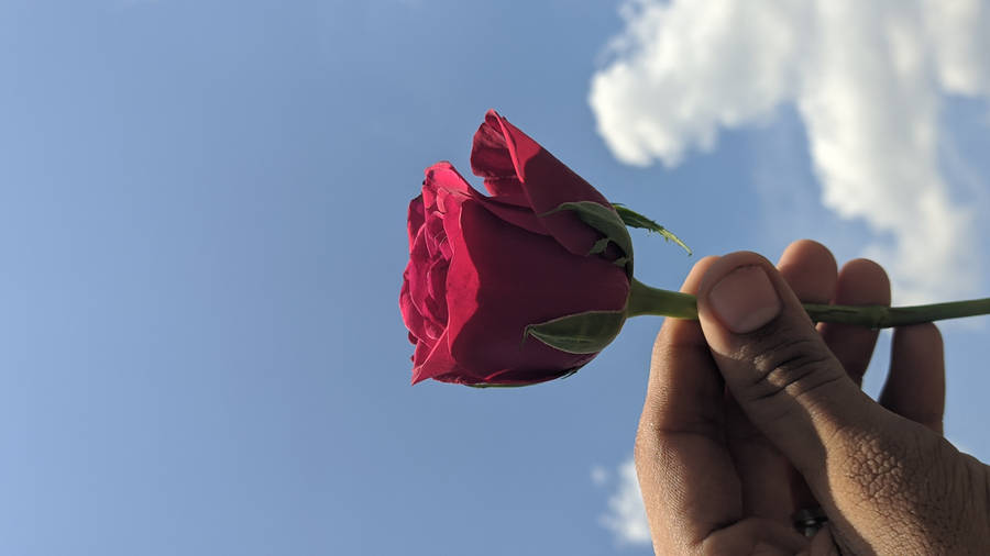 Holding Single Rose Aesthetic Phone Wallpaper