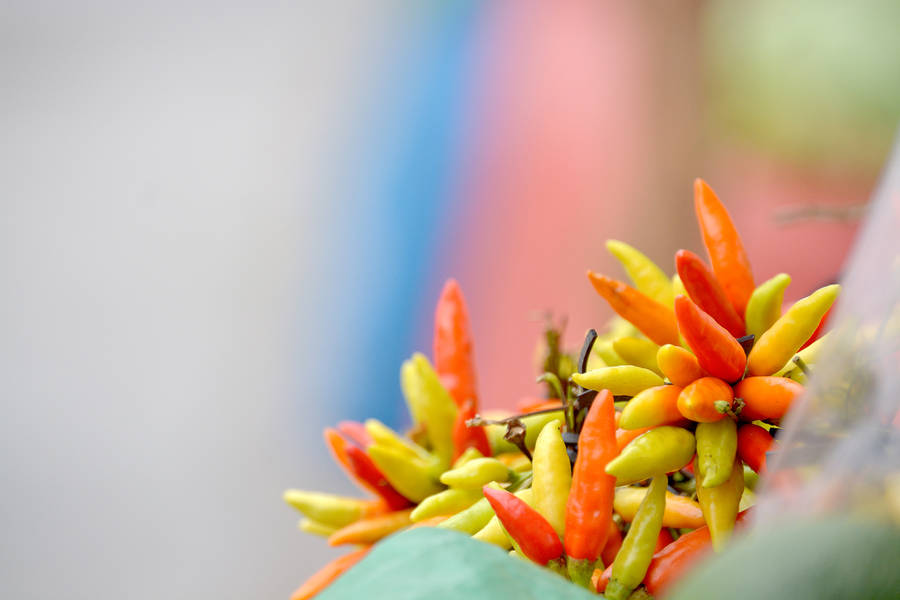 Honduras Colorful Chili Wallpaper
