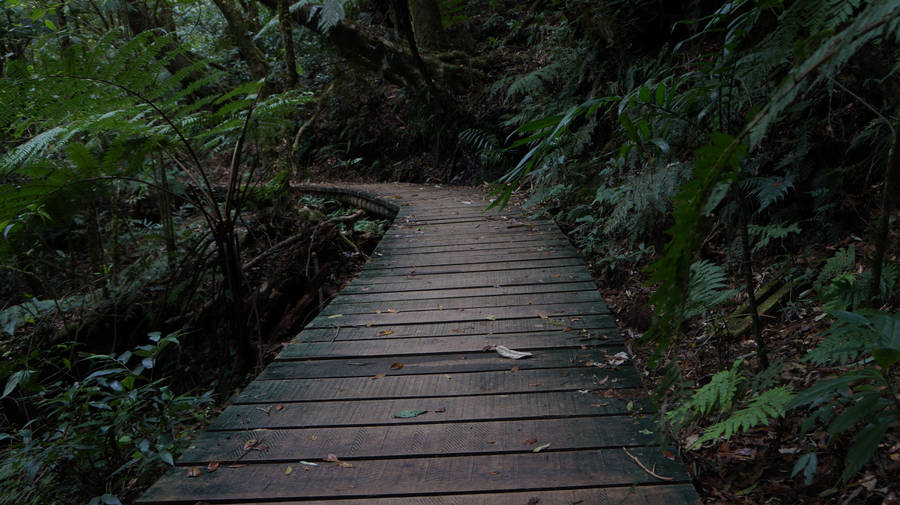 Honduras Path To Forest Wallpaper