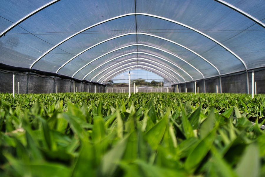 Honduras Vegetable Garden Wallpaper