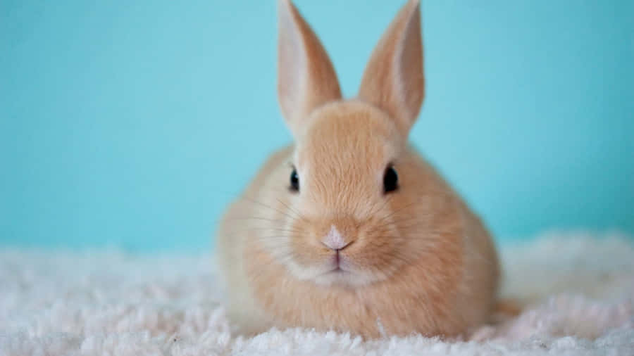 Hoppin' Down The Bunny Trail - Easter's Here! Wallpaper