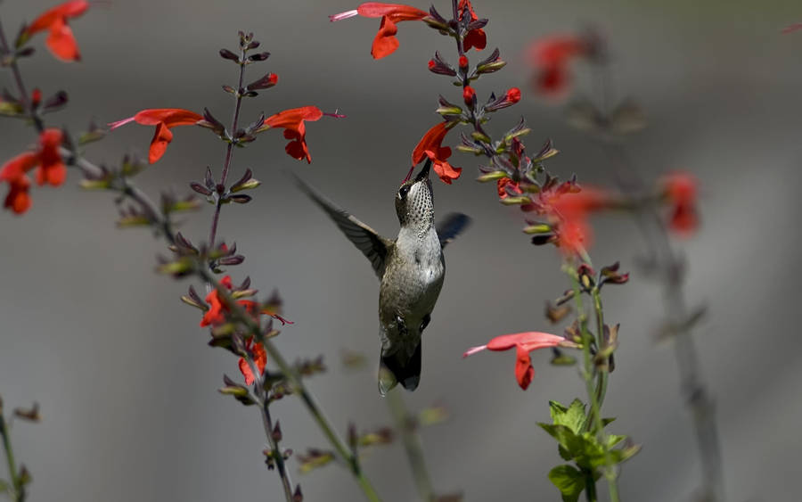 Hummingbird On Red Flowers Wallpaper