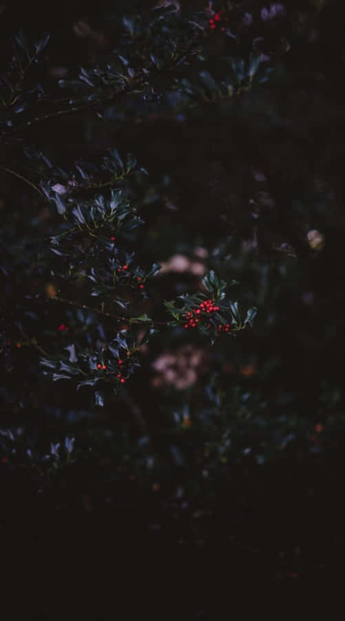 Image A Dark Autumn Scene With Foliage And A Path Wallpaper