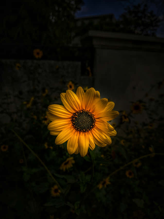 Image 'a Mysterious Dark Sunflower' Wallpaper