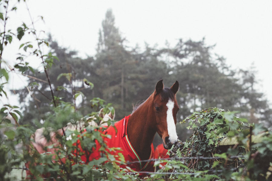 Image A Spectacular Brown Horse In A Red Suit Wallpaper