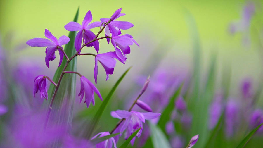 Image A Vibrant Purple Flower On A Desktop Wallpaper