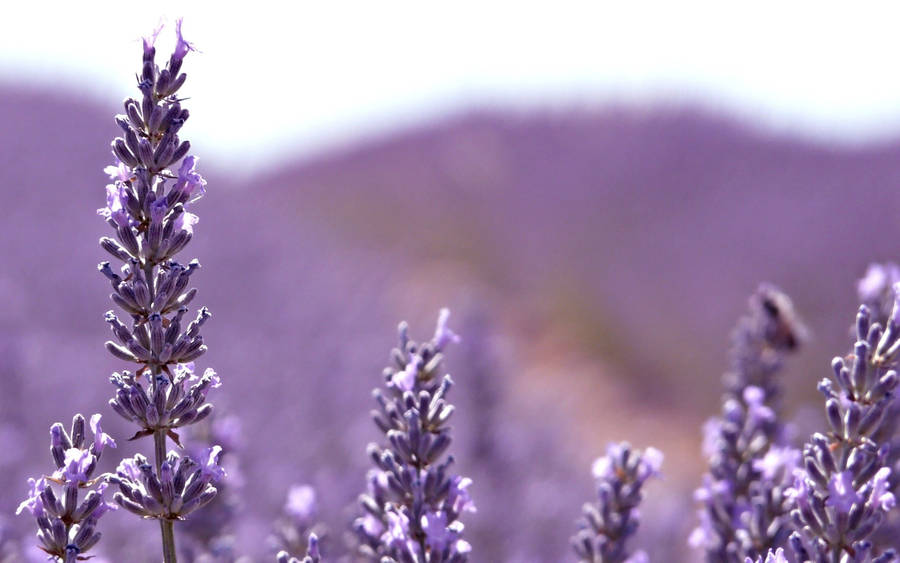 Image Close-up Of Blooming Lavender Flowers Wallpaper