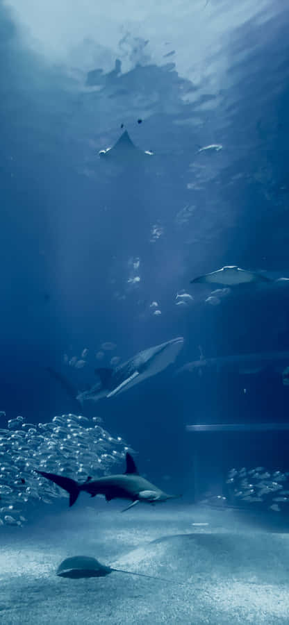 Immerse Yourself In The Beauty Of Aquatic Life With An Aquarium Iphone. Wallpaper