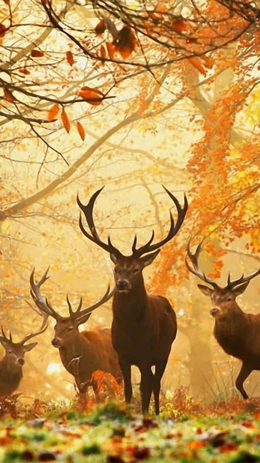 Impressive Hunting Phone Theme Display Wallpaper