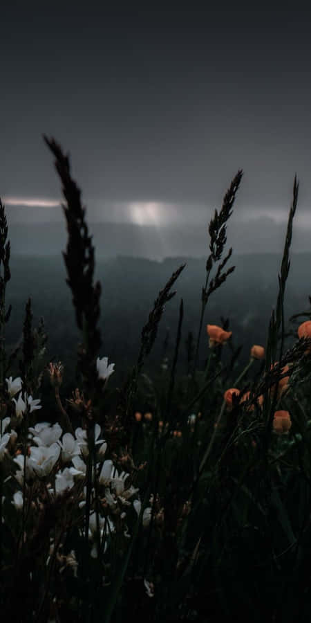 Indie Flower [wallpaper] Wallpaper