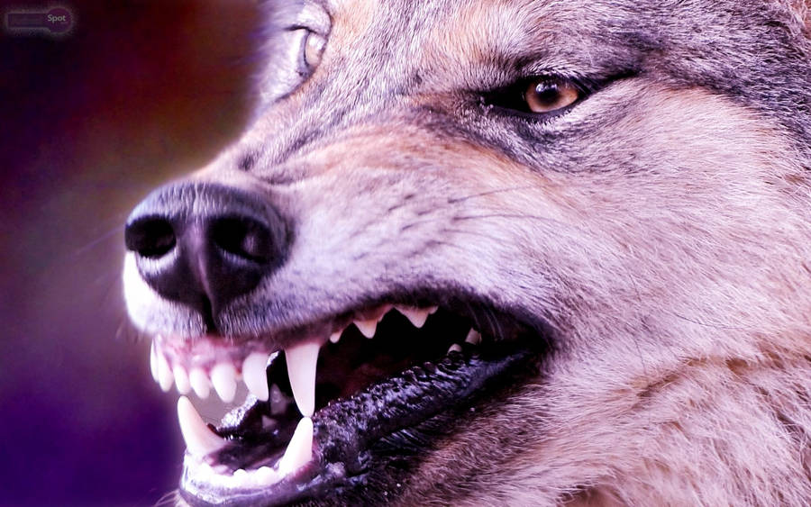 Intimidating Glare Of An Angry Wolf Wallpaper