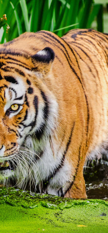 Introducing The Tiger Phone, The Sleekest Device In The Tech World. Wallpaper