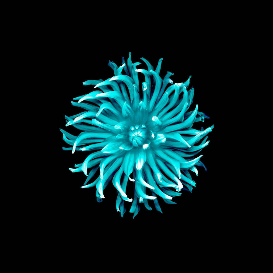 Ios 8 Cyan Flower Wallpaper