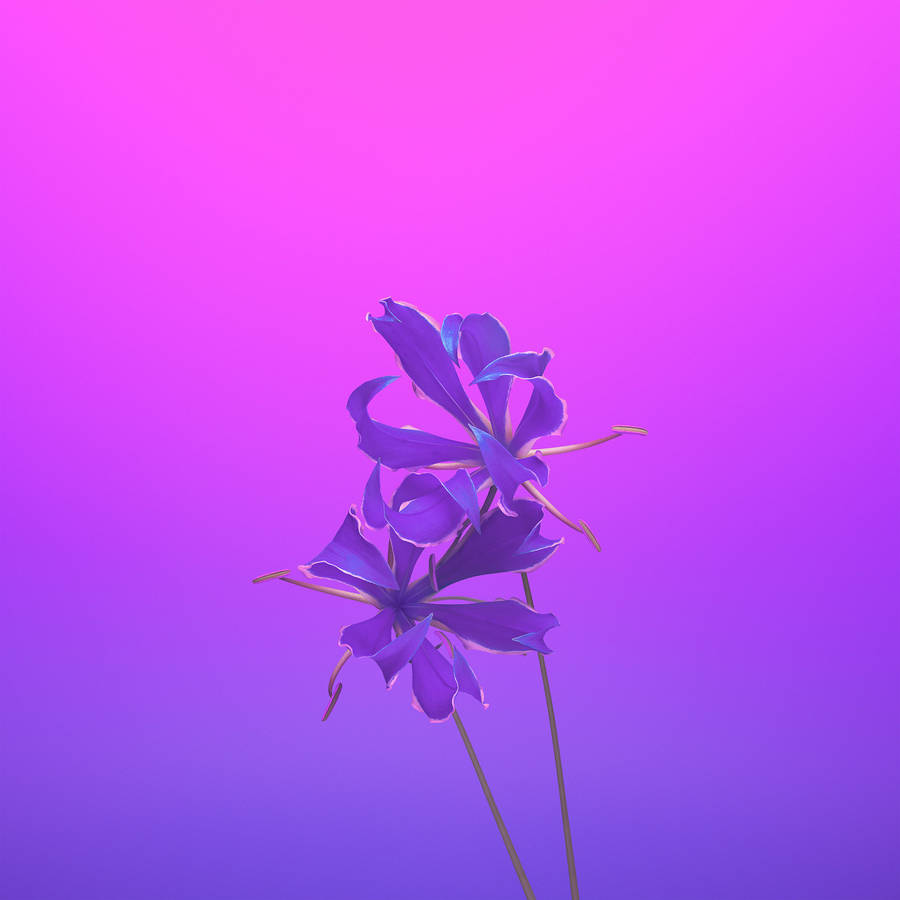 Iphone 11 Purple Flower Hd Wallpaper