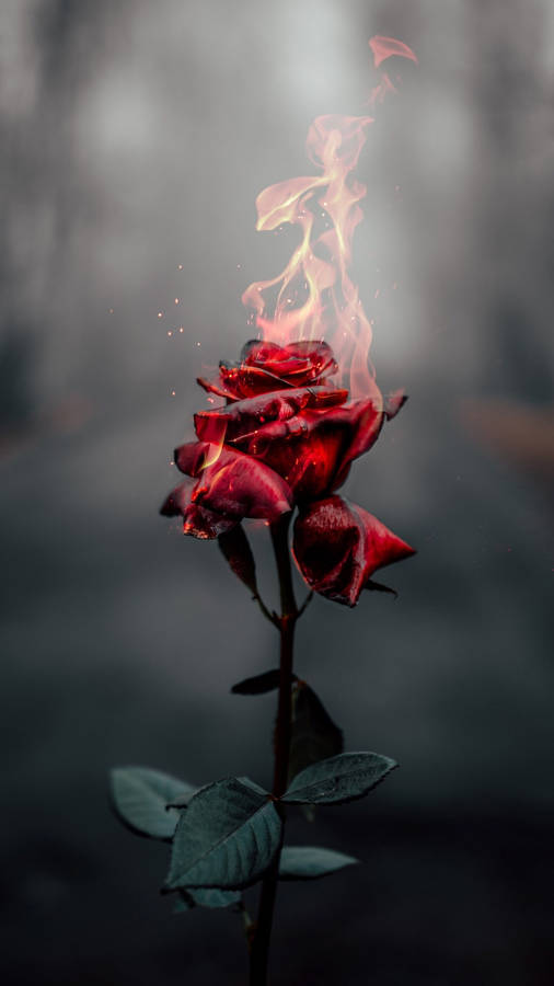 Iphone 12 Pro Max Burning Rose Wallpaper