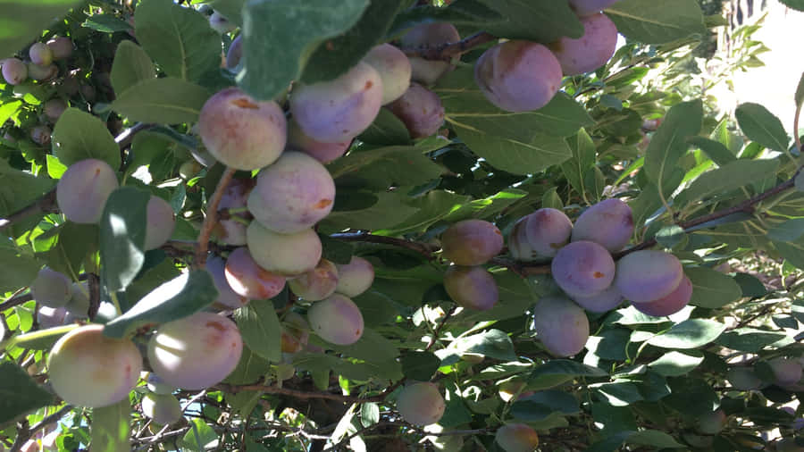 Italian Prune Plum Tree Farm Wallpaper