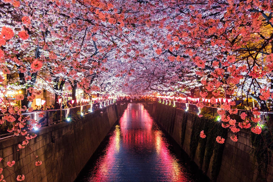 Japanese Hd Meguro River And Cherry Blossoms Wallpaper