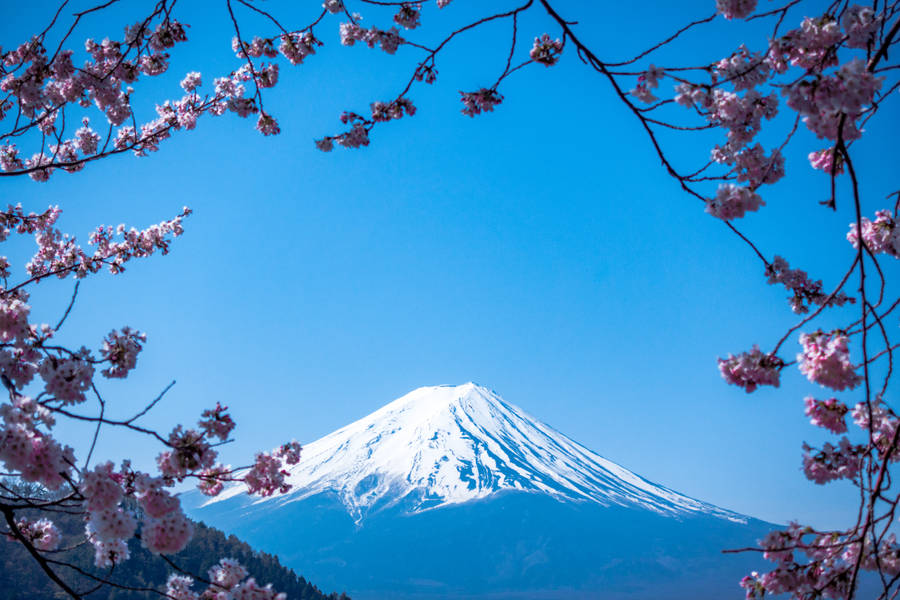 Japanese Hd Mount Fuji And Sakura Blossoms Wallpaper