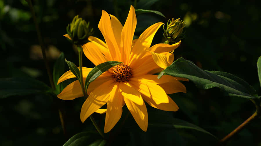 Jerusalem Artichoke Yellow Aesthetic Flower Desktop Wallpaper