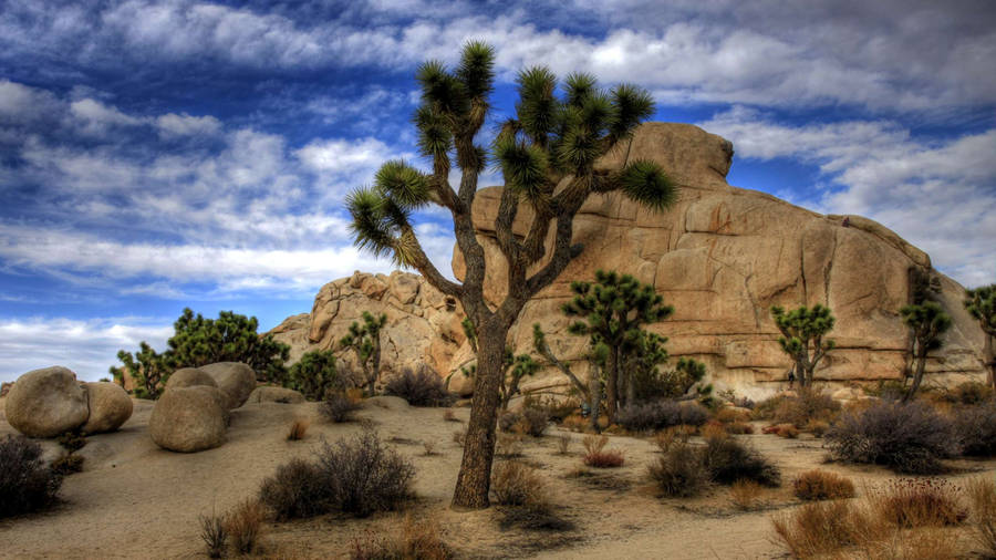 Joshua Tree National Park Darkish Clouds Wallpaper