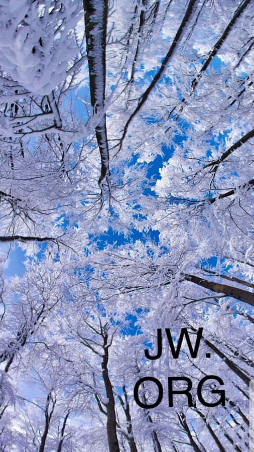 Jworg Logo On Snow Pine Trees Wallpaper