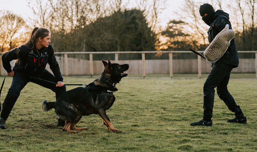 K9 Training Session Outdoors Wallpaper