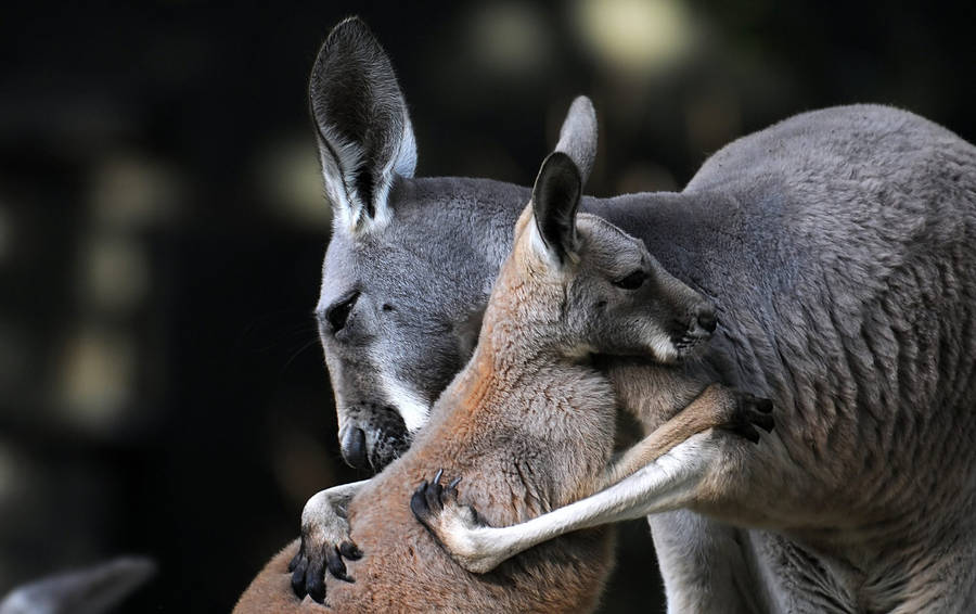 Kangaroos Hugging Wallpaper
