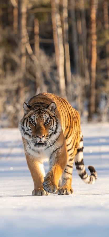 Keep Your Calls Wild With The Tiger Phone Wallpaper