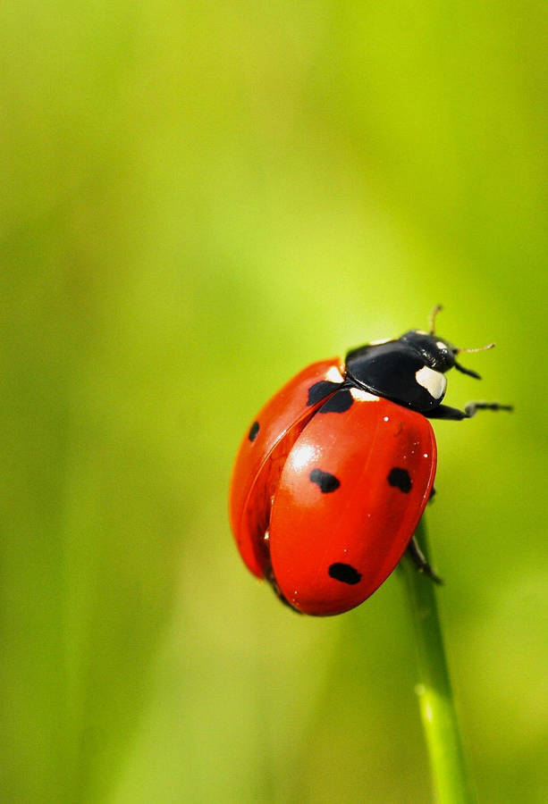 Ladybug Beetle Herbivore Insect Wallpaper
