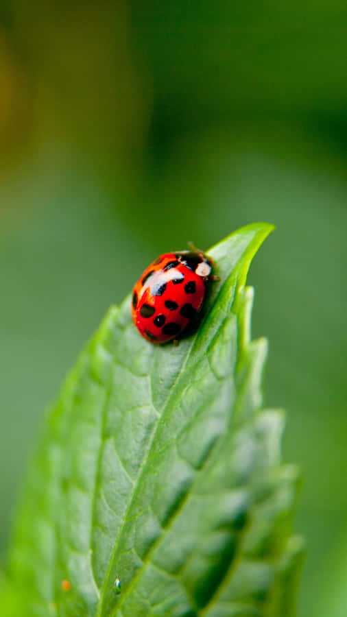 Ladybug Iphone - A Perfectly Unique Combination Wallpaper