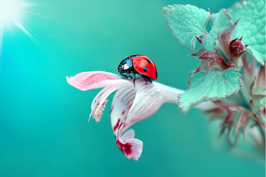 Ladybug Magnificent Life Of Insects Wallpaper