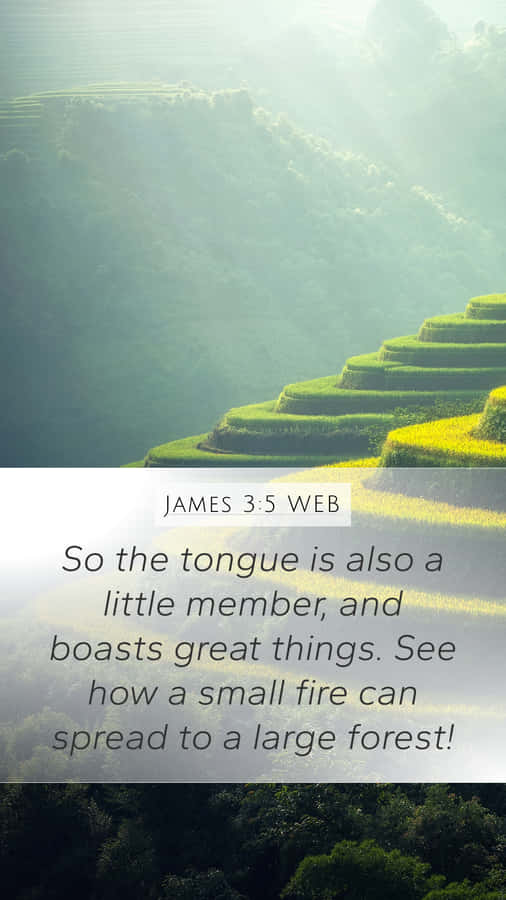 Large Forest For Phone Wallpaper