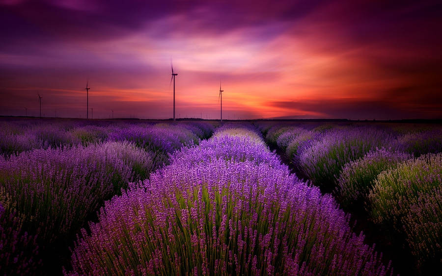 Lavender Aesthetic Field And Windmills Wallpaper