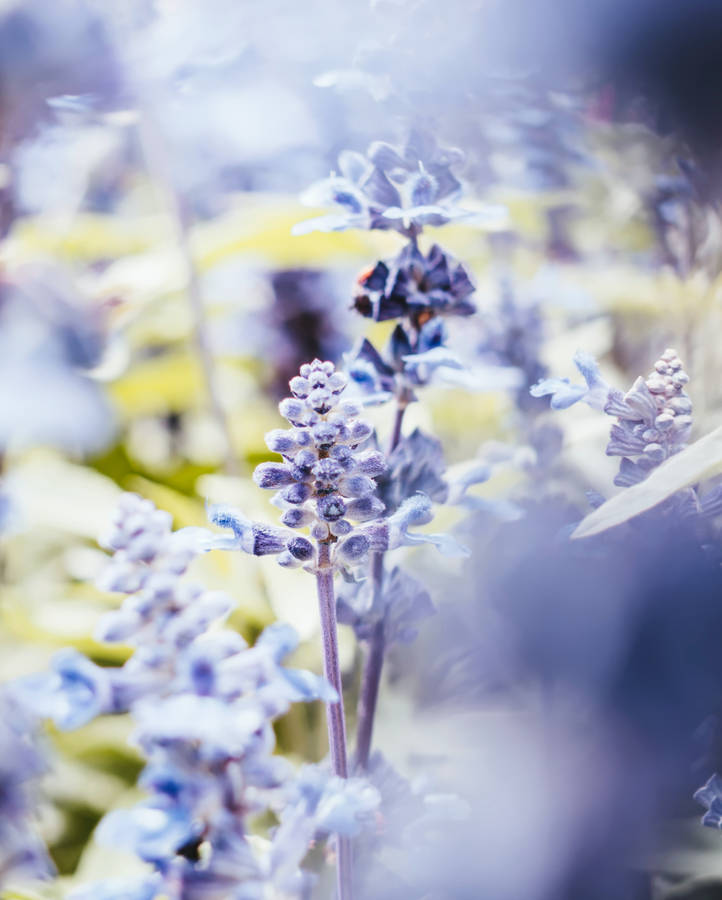 Lavender Flower Android Wallpaper