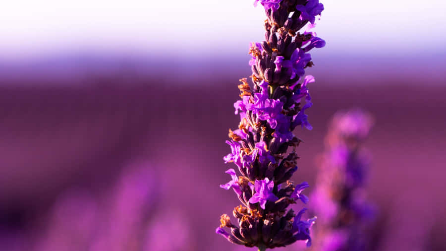 Lavender Purple Flower Macro Shot Wallpaper