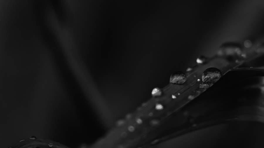 Leaves And Droplets Black Desktop Wallpaper