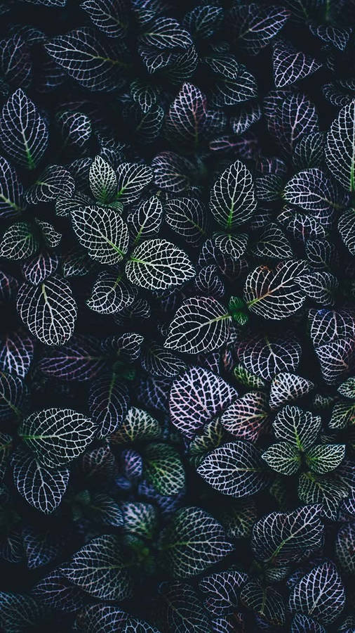 Leaves Iphone Whatsapp Wallpaper